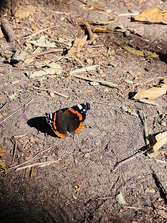 Schmetterling